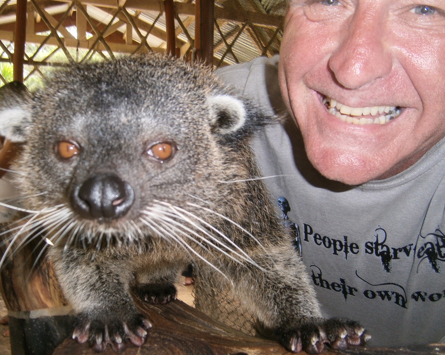 Bear cat Palawan