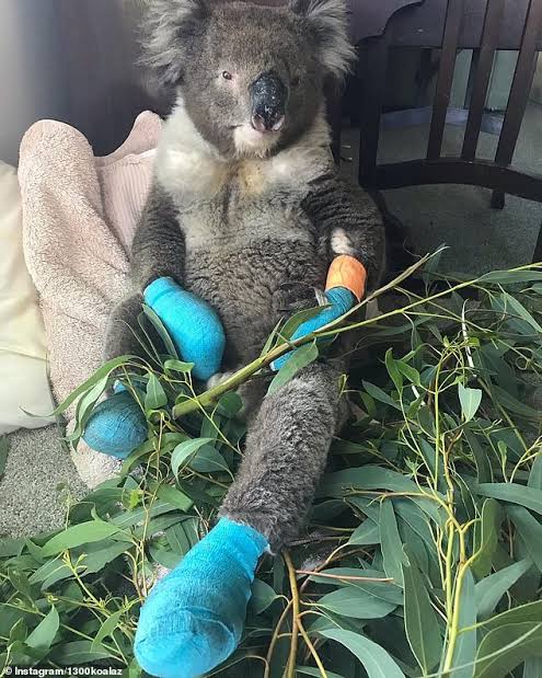 Koala burns