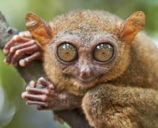 Tarsier