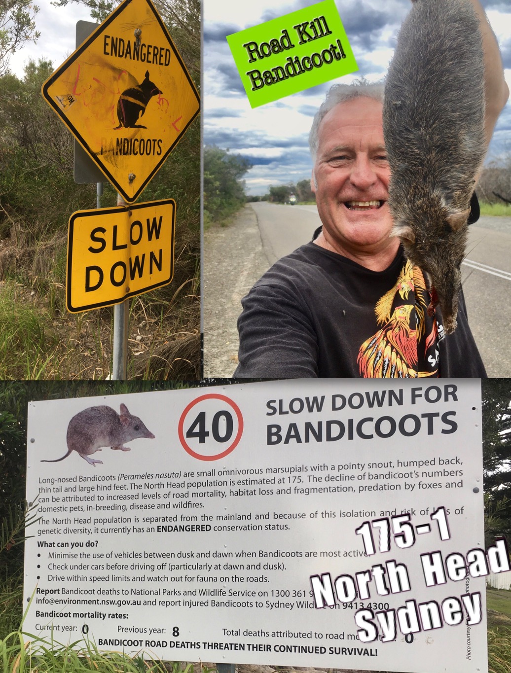 bandicoot road kill