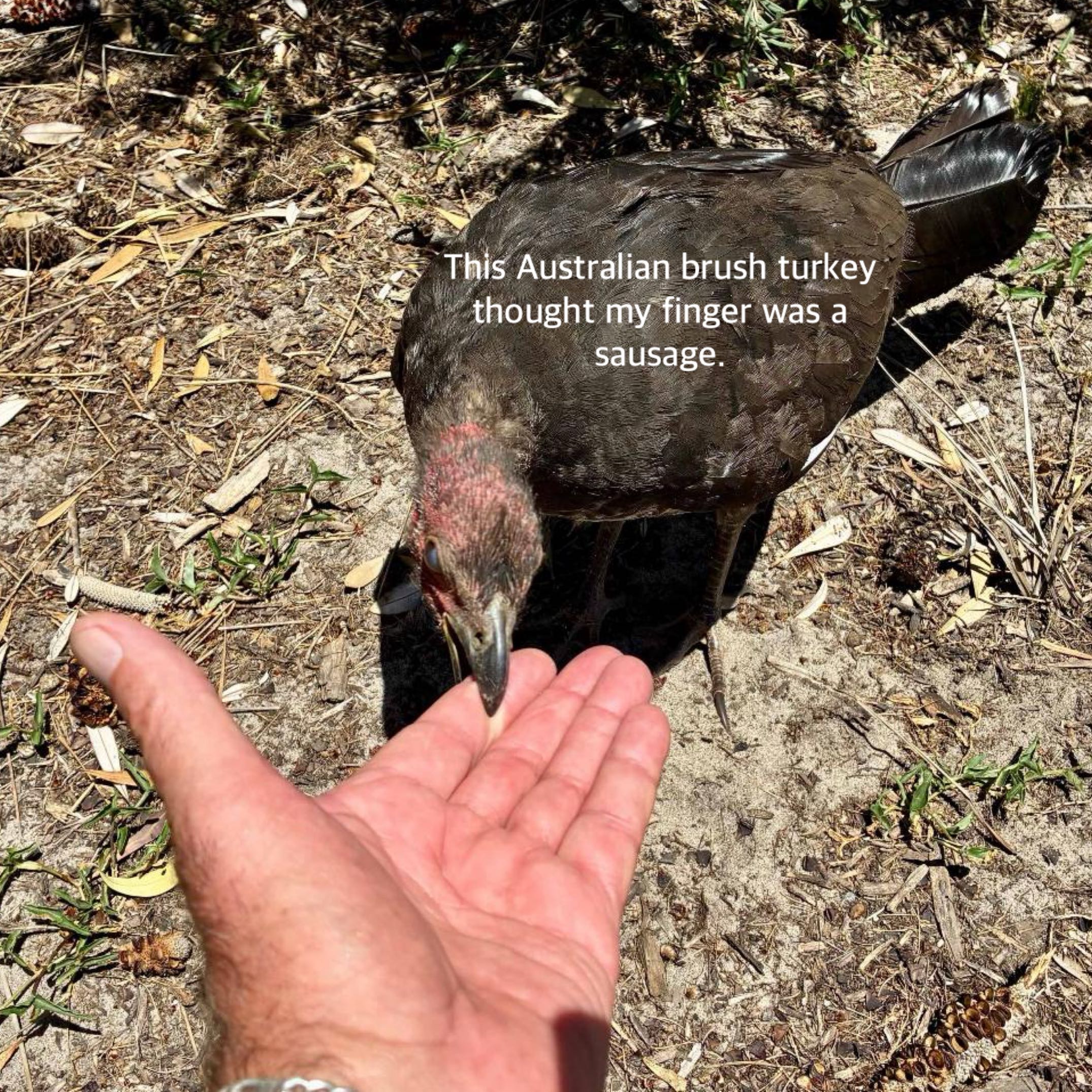 brush turkey for website