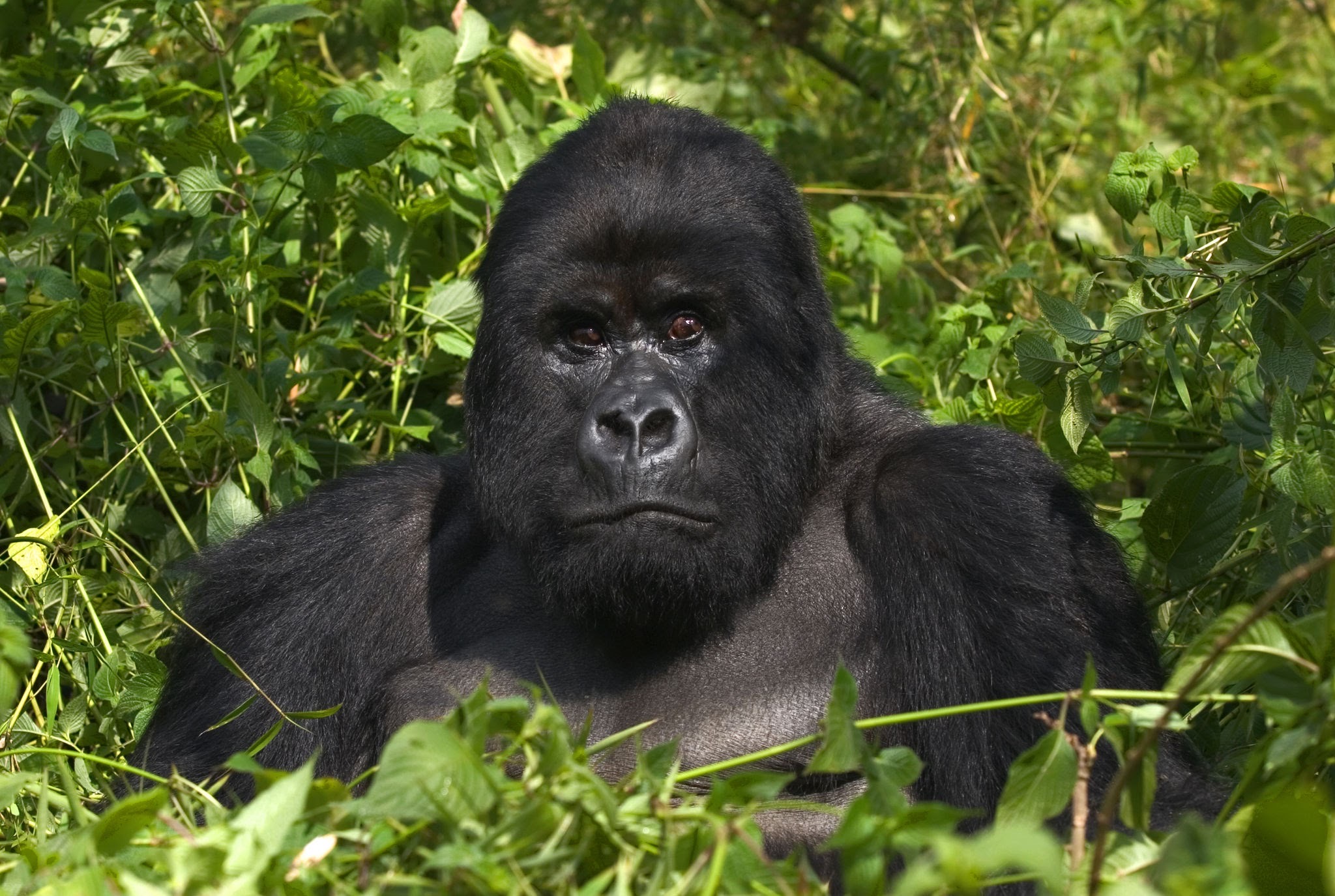 gorilla highland