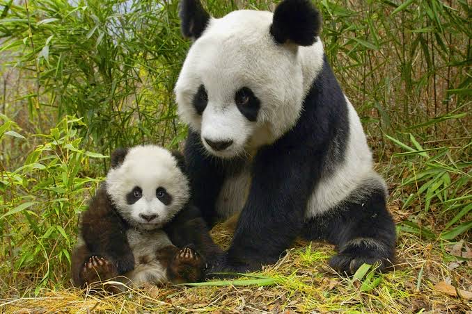panda
